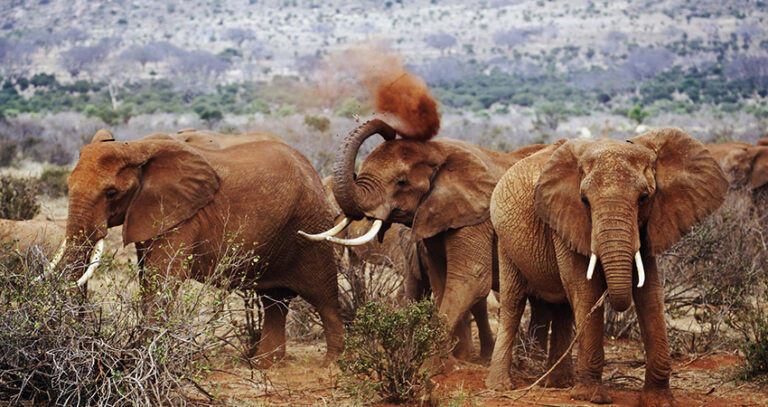 10-things-to-know-about-tsavo-west-national-park-1