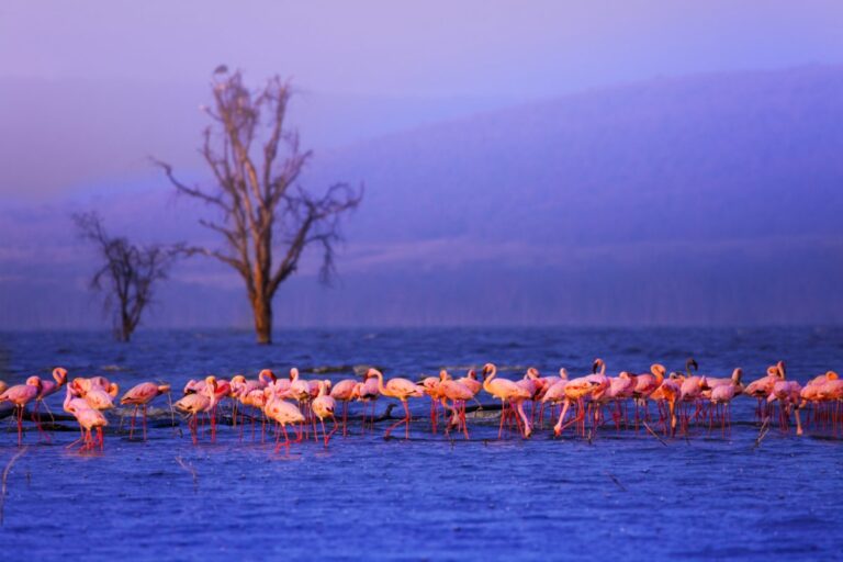 Kenya_LakeNakuru2